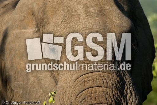 Afrikanischer Elefant (86 von 131).jpg